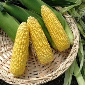 Sweet Corn Vision MXR F1 Seed A20221894