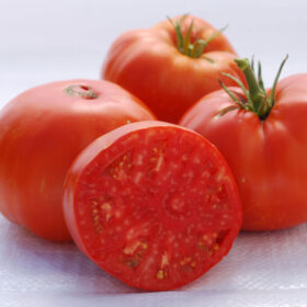 Tomato Brandywine Red Seed A20221779