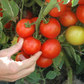 Tomato Premio F1 Seed A20222083