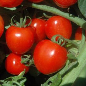 Tomato Tomatoberry Garden F1 Seed A20222114