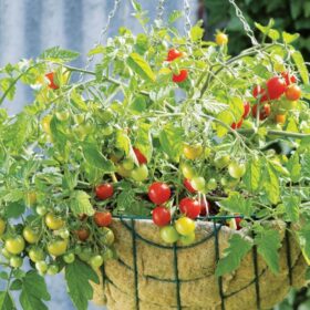 Tomato Lizzano F1 Seed A20221801
