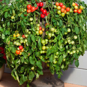 Tomato Cherry Falls F1 Seed A20221814