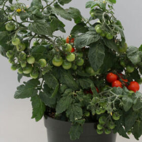 Tomato Sweet 'n Neat Scarlet F1 Seed A20222119