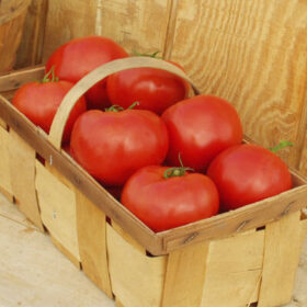 Tomato Red Bounty F1 Seed A20222085