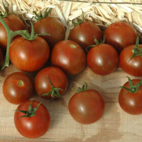 Tomato Sunchocola F1 Seed A20222106