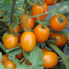 Tomato Lizziebelle F1 Seed A20221802
