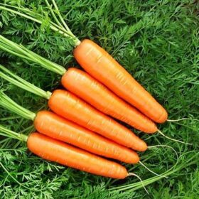 Carrot Goldfinger F1 Seed A20221094