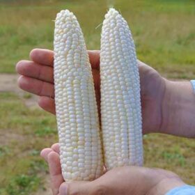 Sweet Corn Glacial F1 Seed A20221156