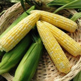 Sweet Corn Nirvana F1 Seed A20221862
