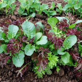 Greens - Asian Mix Seed A20221337