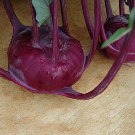 Kohlrabi Azur Star Seed A20221394