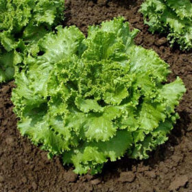 Lettuce Oso Verde MTO Seed A20221431