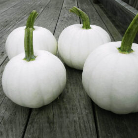Pumpkin Blanco F1 Seed A20221645
