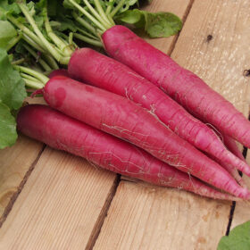 Radish Ostergrub Rosa Seed A20221693