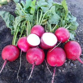 Radish Red Jewel F1 Seed A20221695