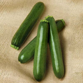 Squash Payload F1 Seed A20222034