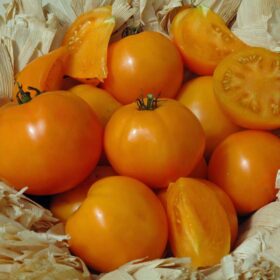 Tomato Chef's Choice Orange F1 Seed A20221813