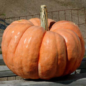Pumpkin Indian Doll F1 Seed A20221682