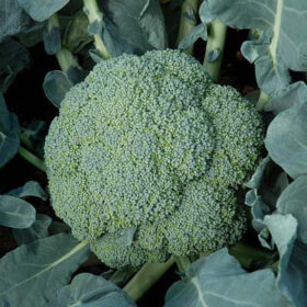 Broccoli Emerald Crown F1 Seed A20221058