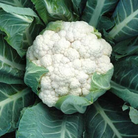 Cauliflower Aquarius F1 Seed A20221107
