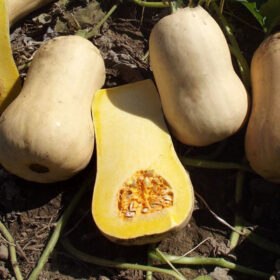 Squash Narragansett F1 Seed A20222032