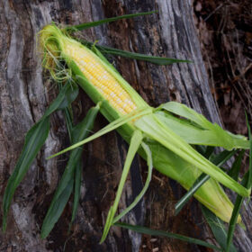 Sweet Corn Cumberland F1 Seed A20221145