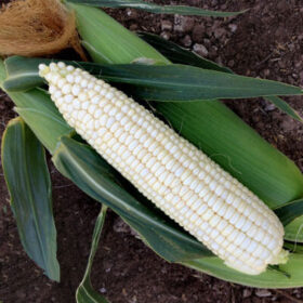 Sweet Corn XTH3973 F1 Seed A20221898