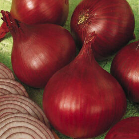 Onion Redwing F1 Seed A20221538