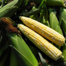 Sweet Corn Latte F1 Seed A20221853