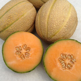 Melon Afterglow F1 Seed A20221452