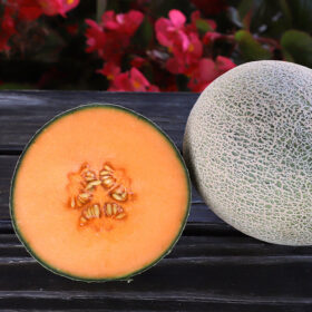 Melon Shockwave F1 Seed A20221471