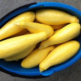 Squash Supersonic F1 Seed A20222053