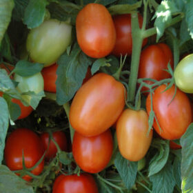 Tomato Plum Regal F1 Seed A20222080