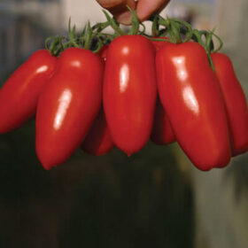 Tomato Pozzano F1 Seed A20222082