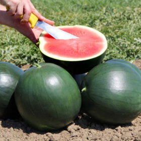 Watermelon Wayfarer F1 Seed A20221847