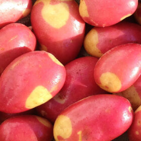 Potato Fingerling Pinto Gold A20221625