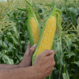 Sweet Corn Raquel F1 Seed A20221869