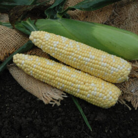 Sweet Corn Kickoff XR F1 Seed A20221851
