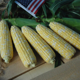 Sweet Corn American Dream F1 Seed A20221127