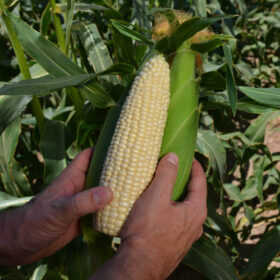 Sweet Corn Natalie F1 Seed A20221860