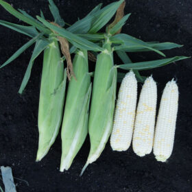 Sweet Corn XTH3380 F1 Seed A20221897