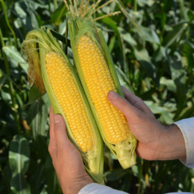 Sweet Corn Candice F1 Seed A20221141