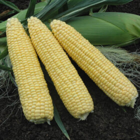 Sweet Corn Takeoff F1 Seed A20221891