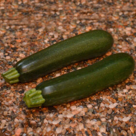 Squash Respect F1 Farmore Seed A20222039