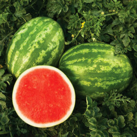 Watermelon Sweet Dawn F1 Seed A20221839