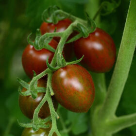 Tomato Chocolate Sprinkles F1 Seed A20221788