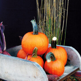 Pumpkin Pik-A-Pie Farmore Seed A20221986