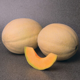 Melon Astound F1 Seed A20221455