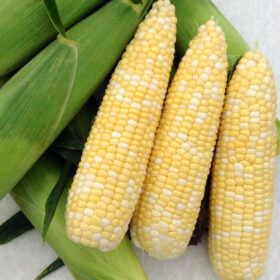 Sweet Corn Simplicity F1 Seed A20221890