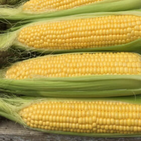 Sweet Corn Moonshine F1 Seed A20221859